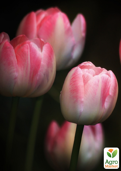 Тюльпан "Flaming Purissima" - фото 5