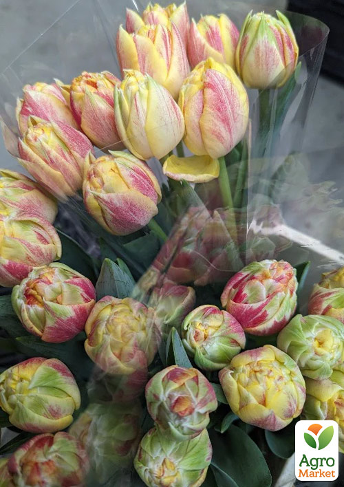 Тюльпан "Sprinkle Dip"  - фото 4