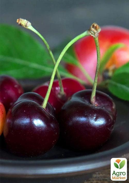 Эксклюзив! Черешня тёмно-бордовая "Подарок судьбы" (Gift of fate) (премиальный морозостойкий сорт) - фото 6