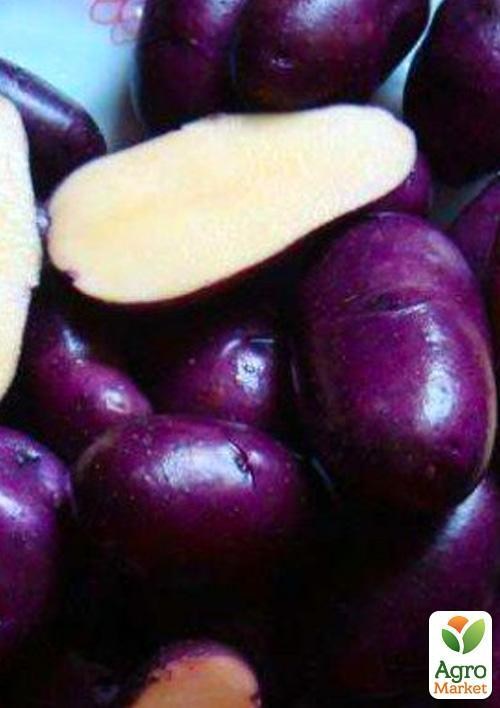 Семенной ранний картофель "Цыганка" 1кг