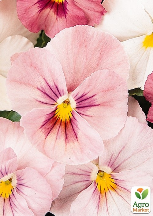 Віола Віттрока "Перламутрова феєрія" ТМ "Vesna Exclusive" 5шт