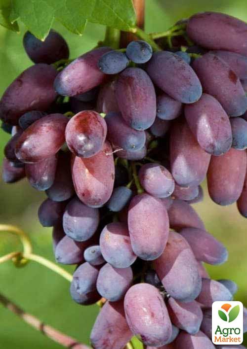 Виноград "КарМаКод" (ранний срок созревания) - фото 4