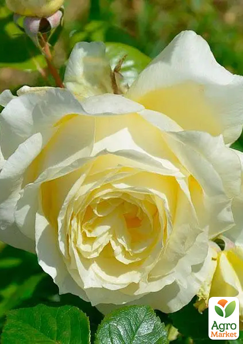 Роза плетистая "Elfe" в контейнере, высший сорт - фото 6