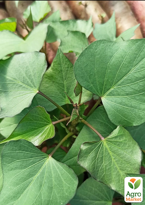 Батат "Gotcha" (сладкий картофель) маточный клубень - фото 4