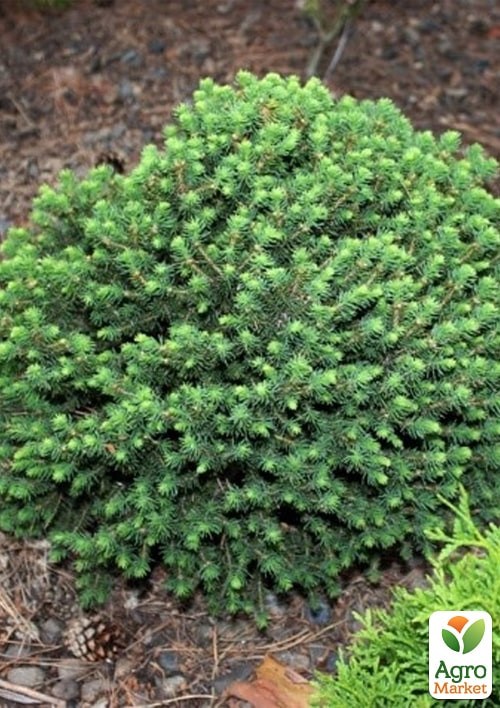 Ель обыкновенная "Tompa" C2, высота 15-20см - фото 2