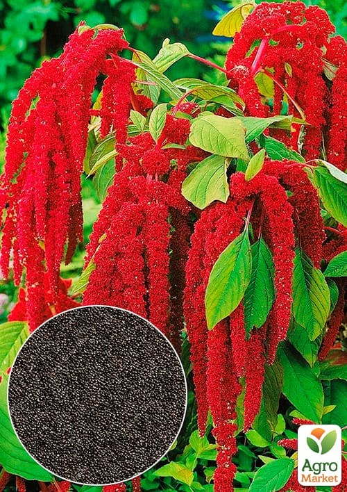 Амарант "Красный" (Зипер) ТМ "Весна" 1г