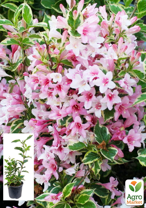 Вейгела флорида 2-х летняя "Nana Variegata" высота 20-40см