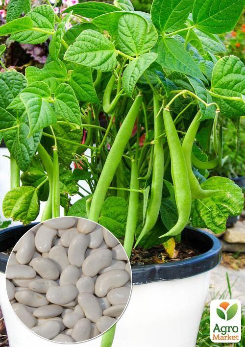 На развес Фасоль "Лопатка" ТМ "Весна" цена за 20г