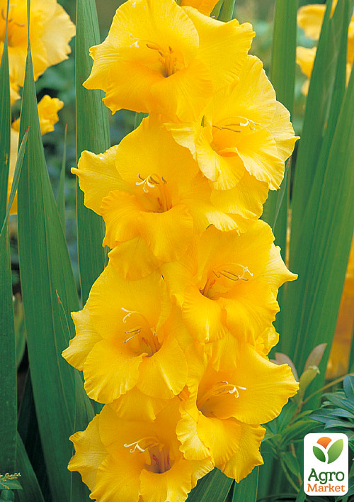 Гладіолус "Nova Lux"