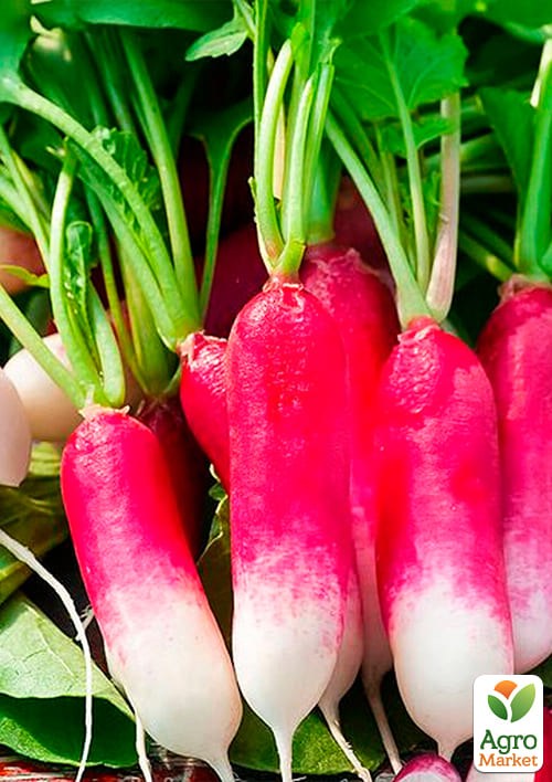 На развес Редис "18 дней" ТМ "Весна" цена  за 10г - фото 2