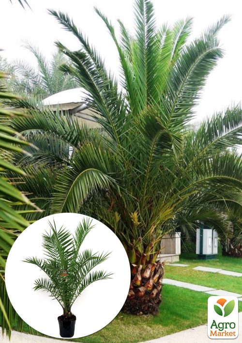 LMTD Фінік Канарський "Phoenix Canariensis" (висота 40-60см)