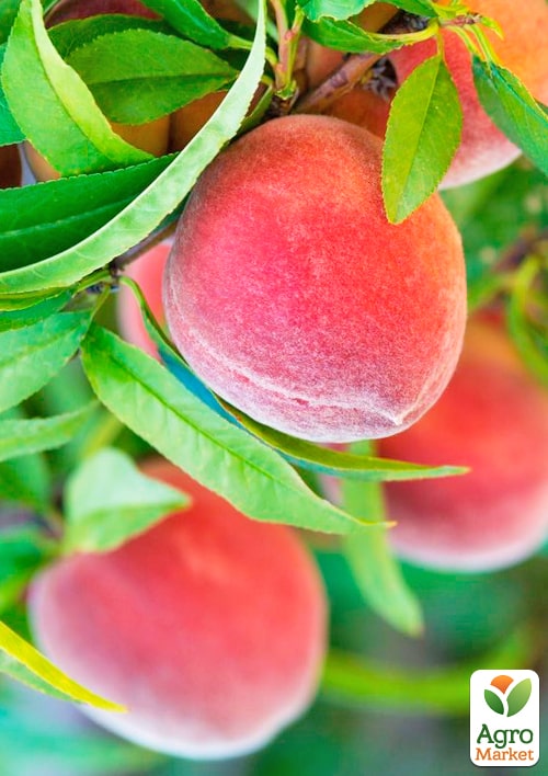 Персик колоновидный "Крымский ранний" (медовое послевкусие, ранний срок созревания) - фото 3