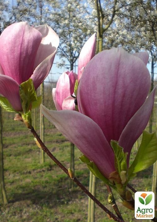 Магнолія "Red Lucky" саджанець 1 рік