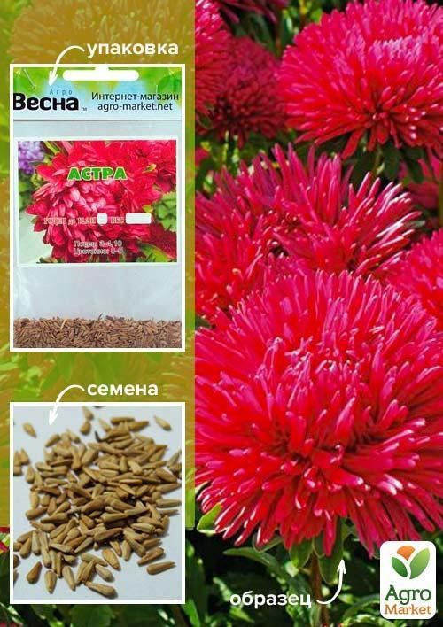 Айстра "Червона" (Зипер) ТМ "Весна" 0,5г