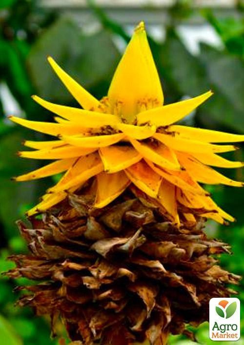 Золотий банановий лотос (Musella `Lasiocarpa`)