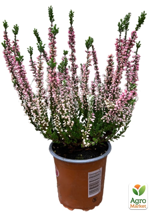 Вереск обыкновенный "Dark Beauty" - фото 5