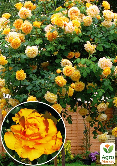 Роза штамбовая "Керио" (саженец класса АА+) высший сорт