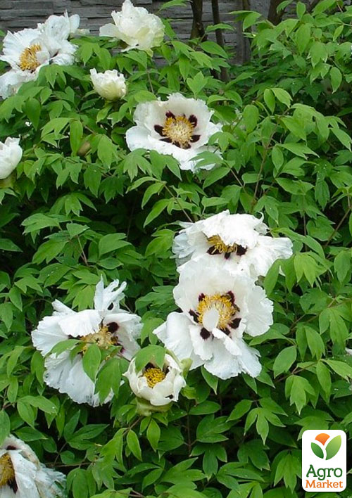 Пион древовидный "Snow" Р9