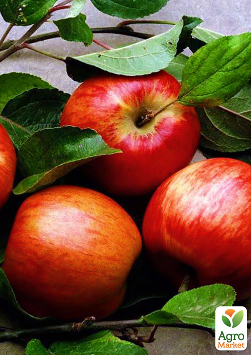 Яблоня "Зари Ред" (летний сорт, поздний срок созревания) - фото 4