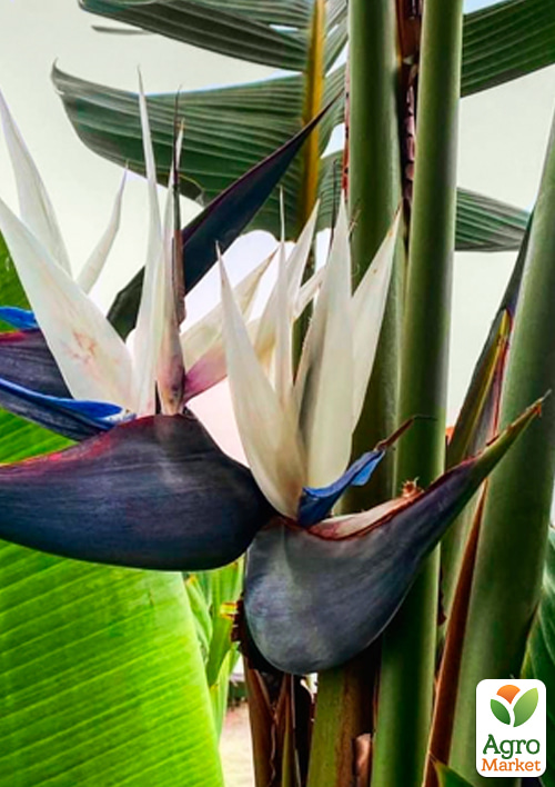 Стрелиция Гигантская "Nicolai" (высота 40-50см) - фото 9