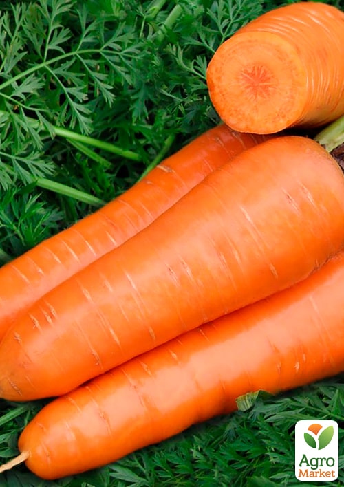 Морковь "Катрин" (Зипер) ТМ "Весна" 5г - фото 2