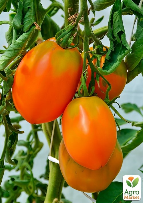 Томат "Кенигсберг золотой" ТМ "Весна" 0.1г - фото 2