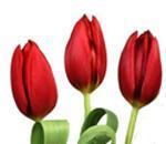 Луковицы многоцветковых тюльпанов
