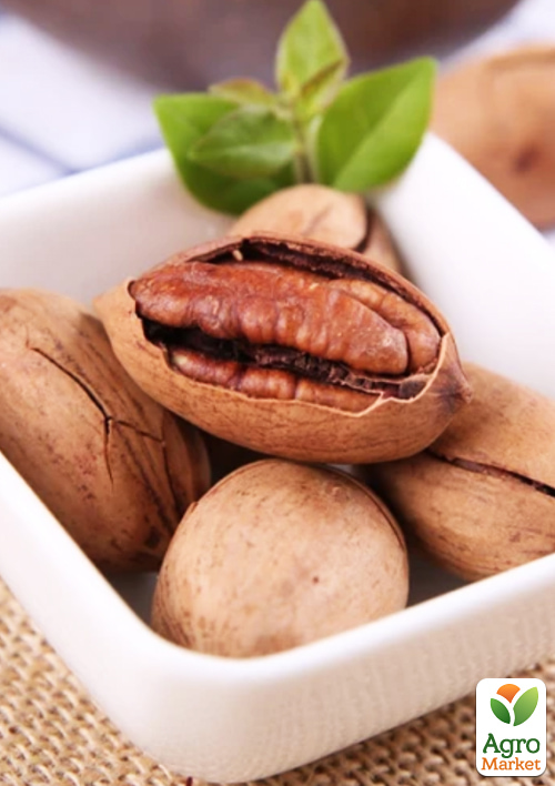 Горіх Пекан "Barton" саджанець 3 роки (невибагливий, високоврожайний)