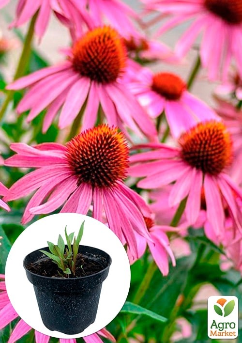 Ехінацея лікарська "Primadonna Deep Rose" вазон С2