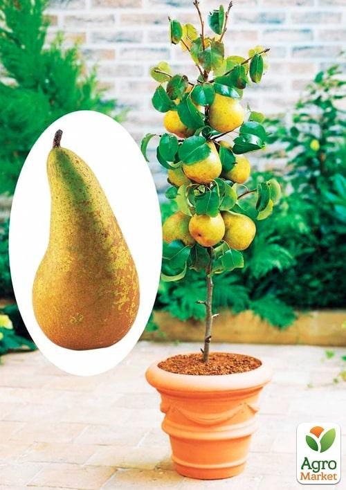 Груша колоновидная "Богатырь"