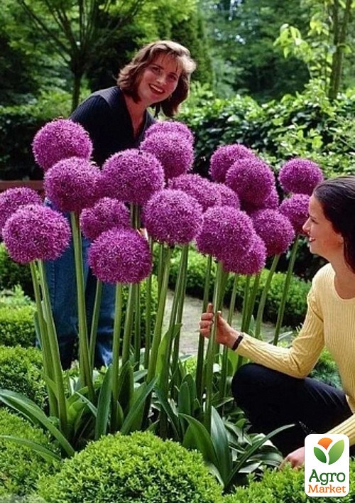 Алліум "Ambassador" (розмір 18/20, великий)