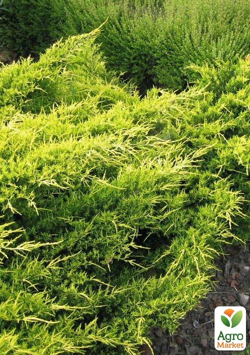Можжевельник средний "Old Gold" (контейнер Р9, высота 10-12 см)