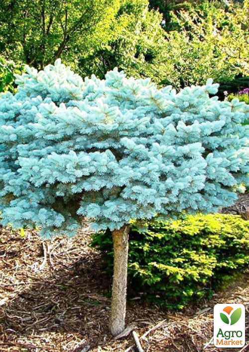 Ель колючая на штамбе "Glauca Globosa" С5, высота 70-100см - фото 2