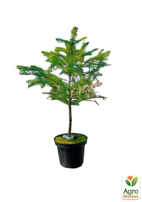 Ель Вильсона "Picea Wilsonii" вазон С2, высота 15-25см