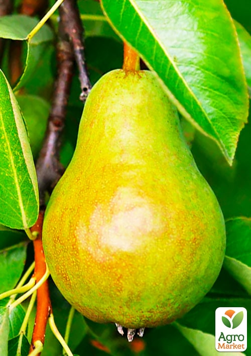 Груша "Катюша" (зимний сорт, поздний срок созревания) - фото 4