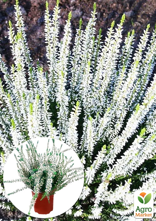 Верес вічнозелений "Long White"