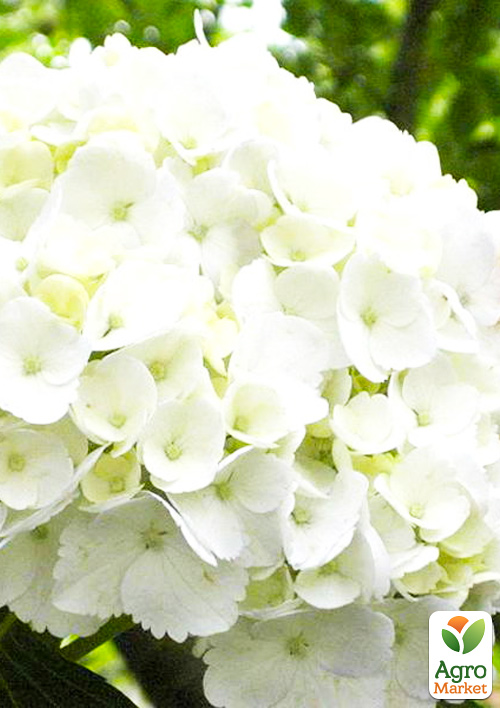 Гортензия крупнолистная "First White"