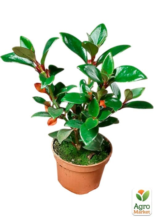 Нематантус "Chatterbox" - фото 2