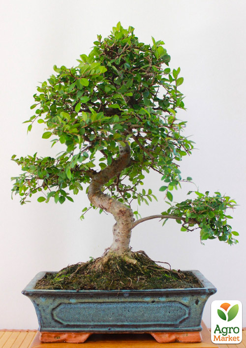 Бонсай «Zelkova»