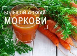 10 перевірених рад для великого врожаю моркви