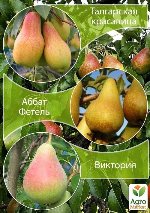 Дерево-сад Груша "Талгарская красавица+Аббат Фетель+Виктория" 