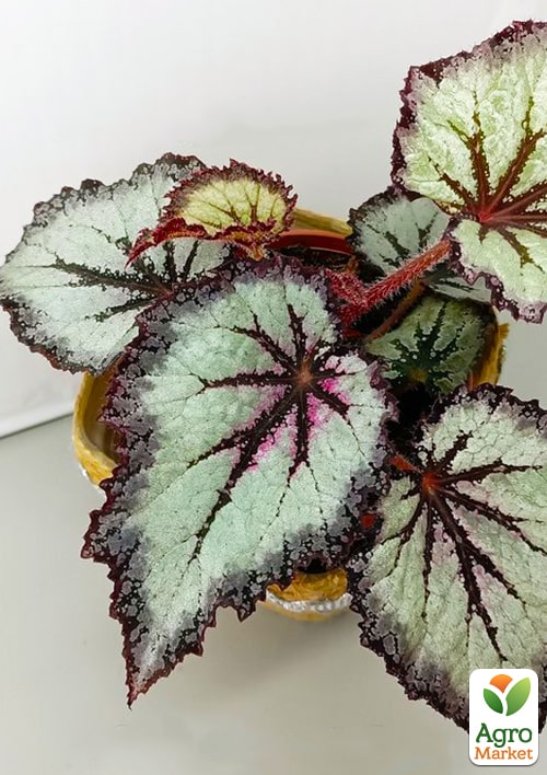 Бегония королевская REX "Snow Storm" 20-30см - фото 7