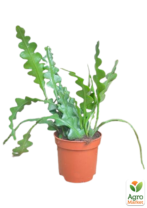 Епіфілум "Anguliger" - фото 5