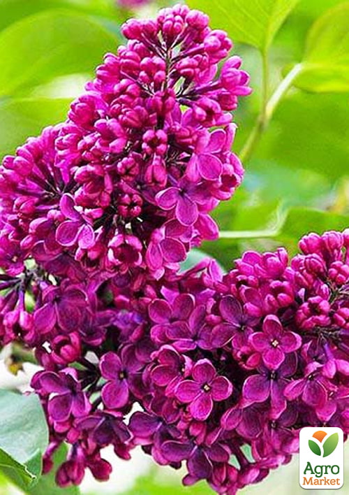 Сирень обыкновенная "Чарльз Джоли"