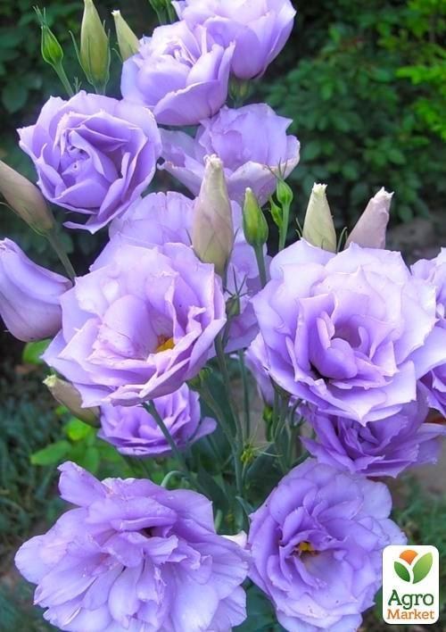 Эустома махровая "Corelli Lavender" укорененная в контейнере Р9 - фото 2
