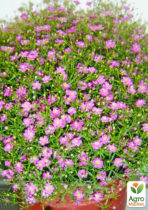 LMTD Гипсофила розовая "Pink Blush" высота 20-30см - фото 7