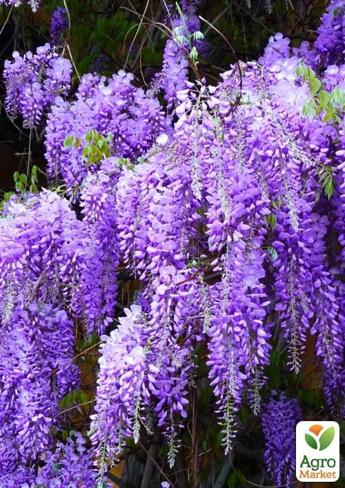 Глициния 3-х летняя китайская "Аметист" (Wisteria chinensis Amethyst) С2, высота саженца 60-100см - фото 3