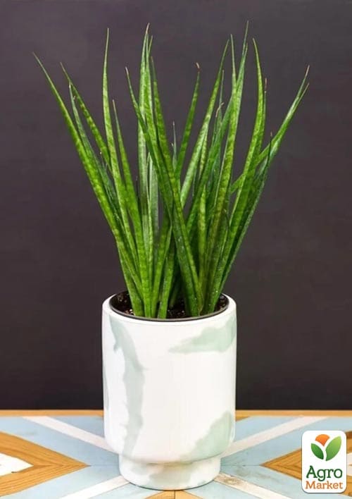 LMTD Сансевиерия "Comet Kichaka" высота растения 15-25см - фото 6