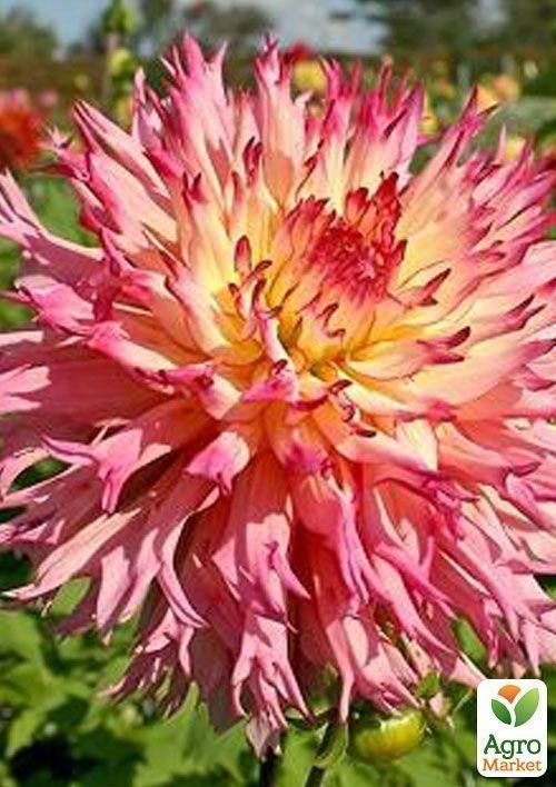 Жоржина "Nenekazi"