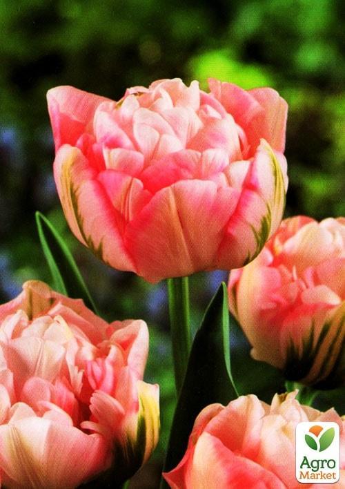 Тюльпан "Peach Blossom"